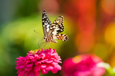Çiçek üzerindeki tropik kelebek, makro çekim, kelebek bahçesi