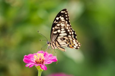 Çiçek üzerindeki tropik kelebek, makro çekim, kelebek bahçesi