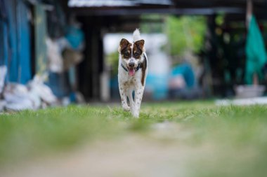 Köpek kameraya doğru koşuyor.
