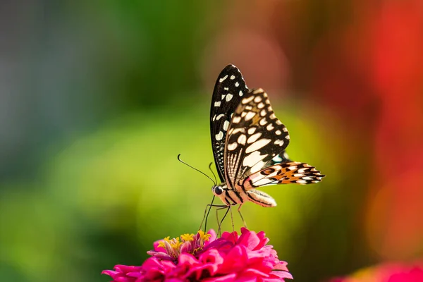 Çiçek Üzerindeki Tropik Kelebek Makro Çekim Kelebek Bahçesi — Stok fotoğraf