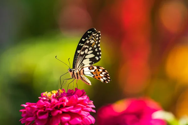 Çiçek Üzerindeki Tropik Kelebek Makro Çekim Kelebek Bahçesi — Stok fotoğraf