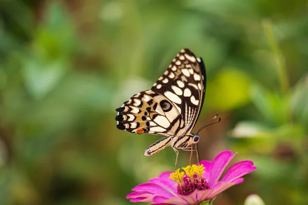 Çiçek Üzerindeki Tropik Kelebek Makro Çekim Kelebek Bahçesi — Stok fotoğraf