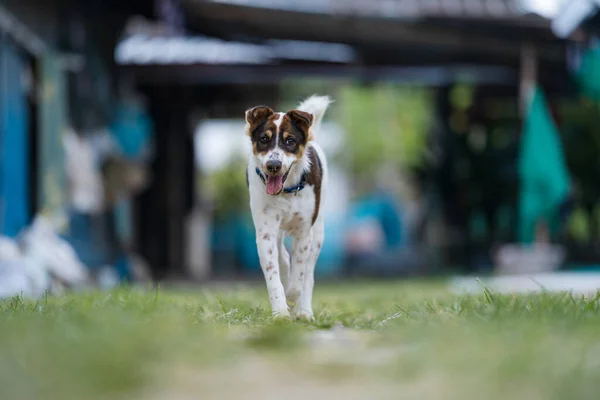 Hund Glad Kører Mod Kameraet - Stock-foto