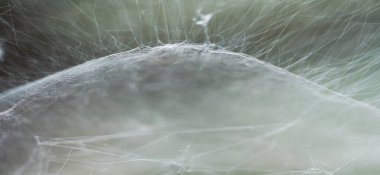 Örümcek ağı, soyut arkaplan 