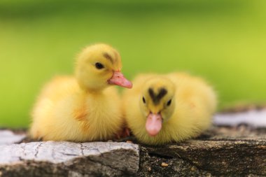 sevimli küçük ördek yavrusu