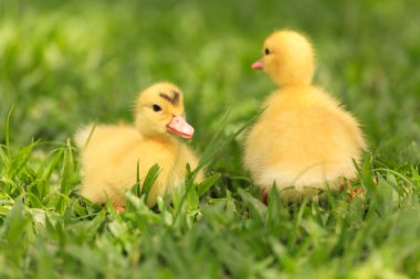 küçük ördek yavrusu