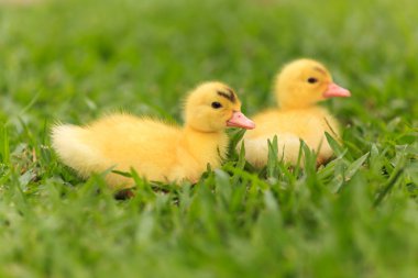 küçük ördek yavrusu