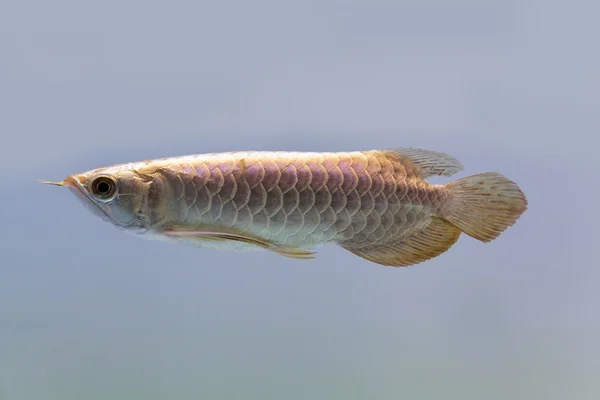 Рыба-дракон — стоковое фото