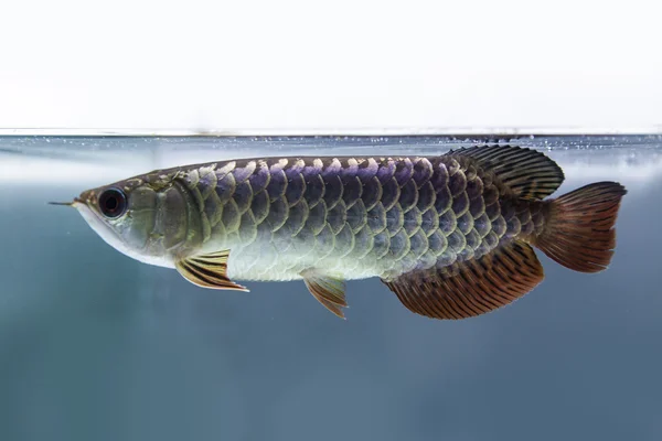 Рыба-дракон — стоковое фото