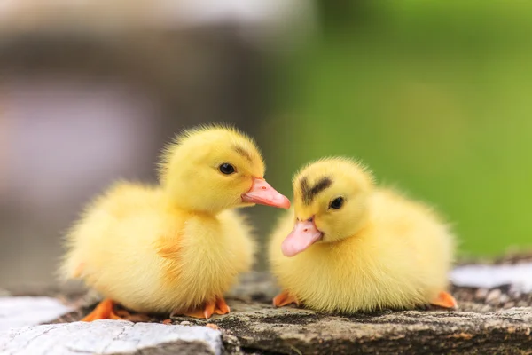 Cute little duckling