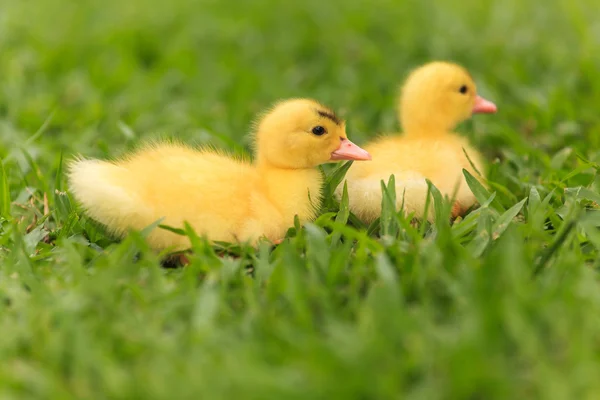 Piccoli anatroccoli — Foto Stock