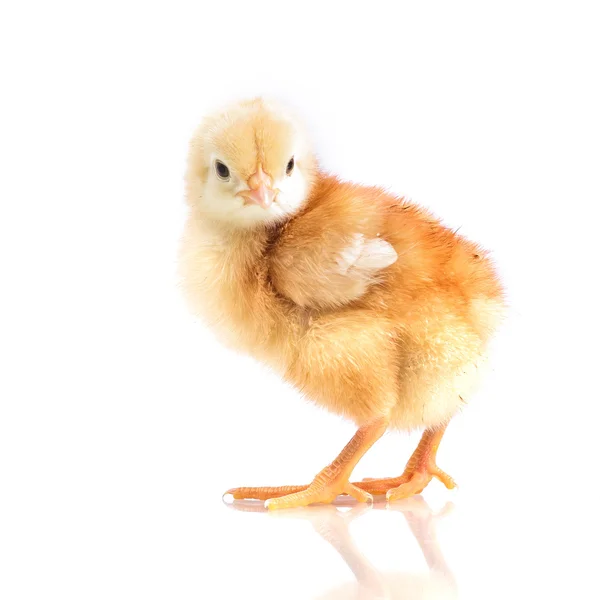 Mignon petit poulet — Photo