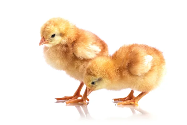 Petits poulets mignons — Photo