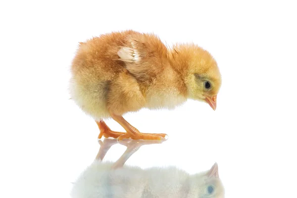 Schattige kleine kip — Stockfoto