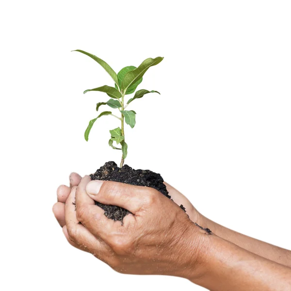 Groene jonge plant — Stockfoto