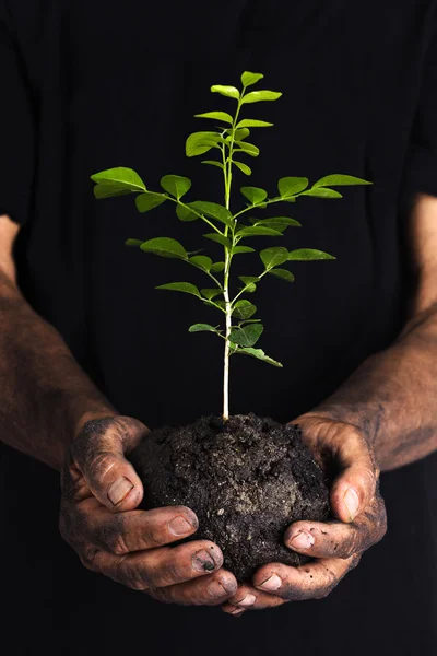 Handen met een groene jonge plant — Stockfoto