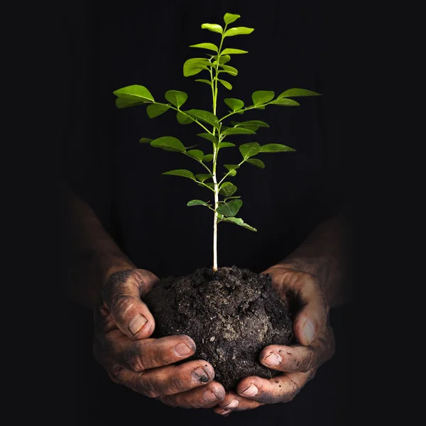 Handen met een groene jonge plant — Stockfoto