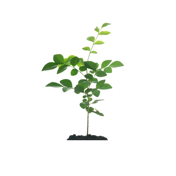 Młoda roślina drzewo — Zdjęcie stockowe