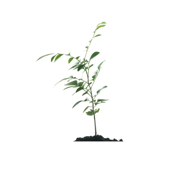 Young plant tree — Stock Photo, Image