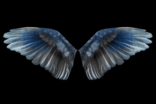 Крылья — стоковое фото