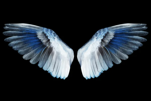 날개 — 스톡 사진