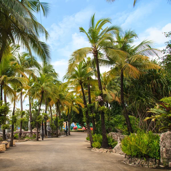 Kokospalmen im Park — Stockfoto