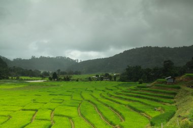 Teraslı pirinç tarlaları