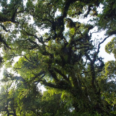 Tropikal Yağmur Ormanları 