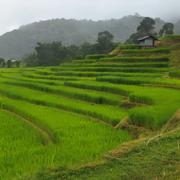 Terraced rice fields — Stock Photo, Image