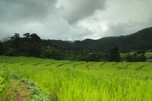 Terraced rice fields — Stock Photo, Image