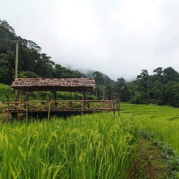 Terraced rice fields — Stock Photo, Image