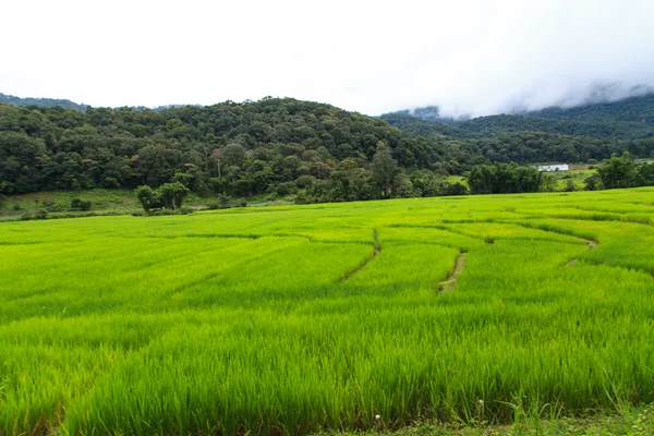 Terraced rice fields — Stock Photo, Image