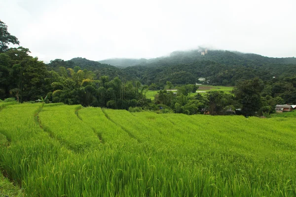 Terraced rice fields — Stock Photo, Image