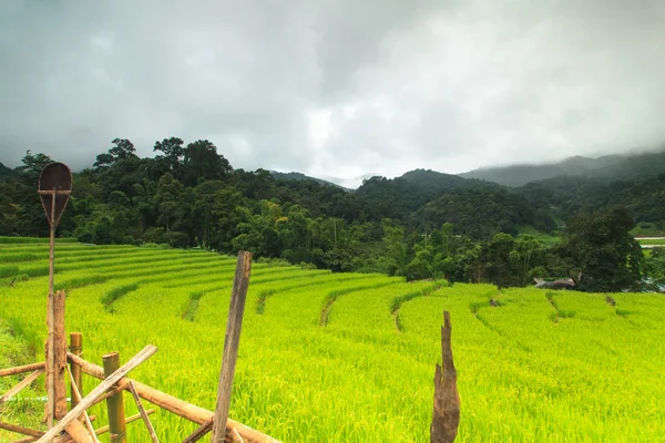 Terraced rice fields — Stock Photo, Image