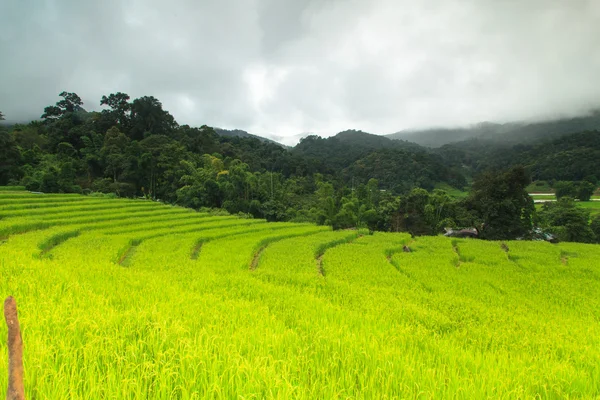 Terraced rice fields — Stock Photo, Image