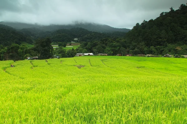 Terraced rice fields — Stock Photo, Image