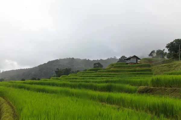 Terasových rýžových polí — Stock fotografie