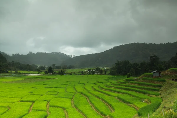 Terraced rice fields — Stock Photo, Image