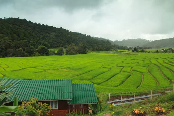 Terraced rice fields — Stock Photo, Image