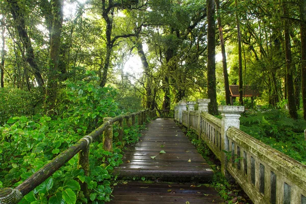 Camino en la selva tropical — Foto de Stock