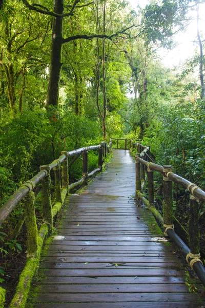 Caminho na floresta tropical — Fotografia de Stock