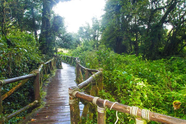 Caminho na floresta tropical — Fotografia de Stock