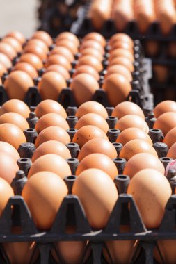 Pakette yumurtalar var. 