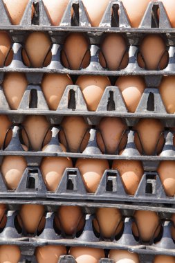 Pakette yumurtalar var. 