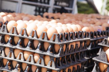 Pakette yumurtalar var. 