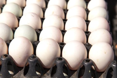 Pakette yumurtalar var. 