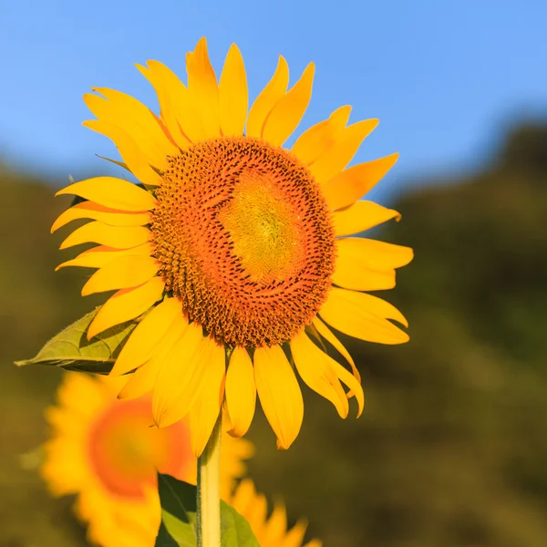 Sunflower — Stock Photo, Image