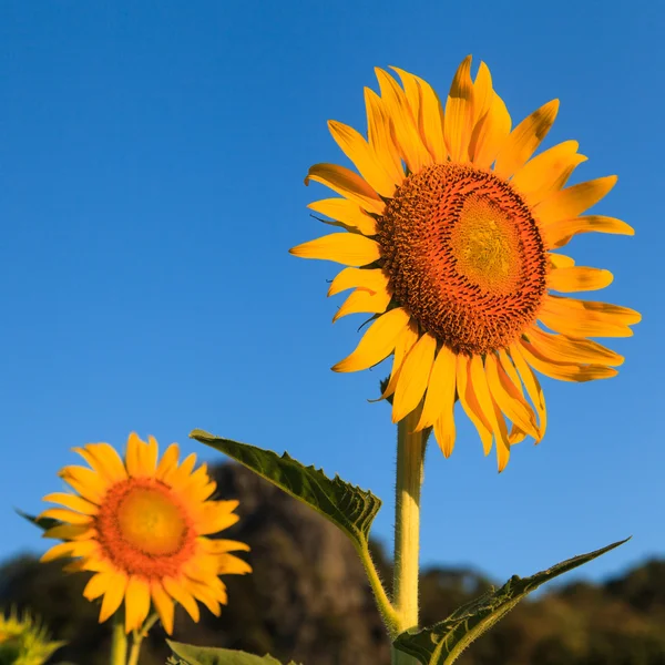 Sunflower — Stock Photo, Image