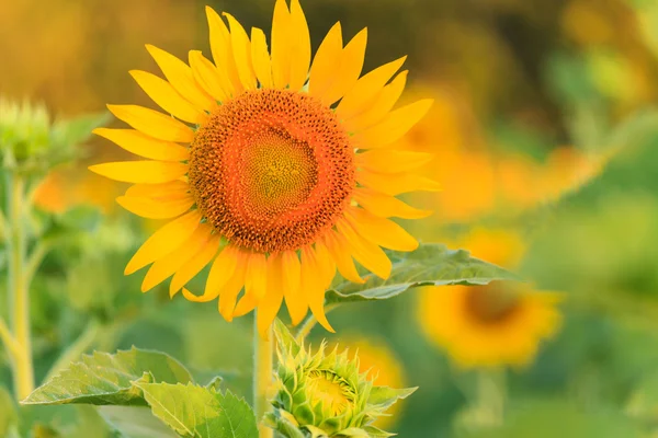 Sunflower — Stock Photo, Image