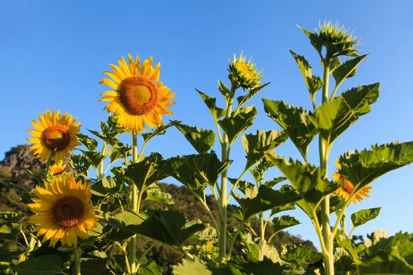 Sunflower — Stock Photo, Image